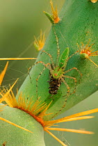 Green lynx spider {Peucetia viridans} predating fly on cactus plant, Texas, USA