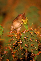 Black rat {Rattus rattus} feeding on cactus blossoms, introduced pest, Antigua, W Ind.