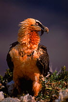 Bearded vulture {Gypaetus barbatus}, specialist bone feeder, Spain
