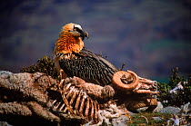 Bearded vulture {Gypaetus barbatus} scavenging dead sheep, specialist bone feeder, Spain