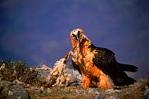 Bearded vulture (Bearded vulture) {Gypaetus barbatus}, specialist feeding on bone, Spain