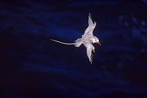 Red tailed tropicbird {Phaethon rubricauda} in flight, Antigua, West Indies