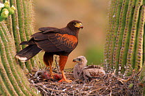 Harris's hawk {Parabuteo unicinctus} feeding young at nest, Sonoran Desert, Arizona
