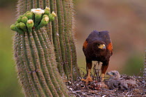 Harris's hawk {Parabuteo unicinctus} feeding young at nest, Sonoran Desert, Arizona