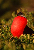 Magnificent frigatebird {Fregeta magnificens} male courtship display, Antigua, West Indies