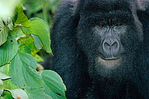 Mountain gorilla head portrait, Virunga NP, DR Congo (formerly Zaire)