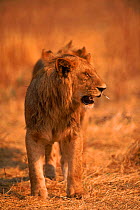Lion {Panthera leo} male with porcupine quill in muzzle, Okavango Delta, Botswana