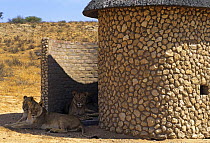 Lions {Panthera leo} resting in shade of toilet building at picnic site, Kalahari Gemsbok NP, South Africa