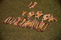 Tiger {Panthera tigris} bones and skulls from illegal wildlife trade, India