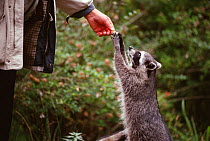 Racoon being fed by hand {Procyon lotor} Vancover, British Columbia, Canada