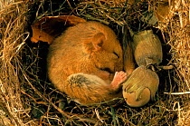 Hibernating dormouse {Muscardinus avellanarius} curled up asleep in nest, Sussex, UK