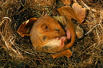 Hibernating dormouse {Muscardinus avellanarius} curled up asleep in nest, Sussex, UK
