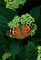 Painted lady butterfly {Vanessa cardui} feeding on plant, South Downs, Hants, UK