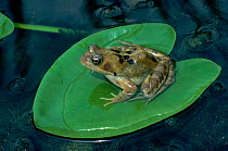 Common frog {Rana temporaria} on heart-shaped lily pad, England, UK