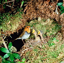 Japanese robin at nest with chicks {Erithacus akahige} Far east Russia
