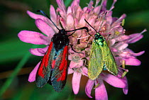 Burnet moths {Zygaena purpuralis} and {Zygaena minos} Germany
