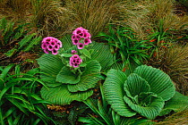 Megaherb {Pleurophyllum speciosum} Cambell Is, New Zealand