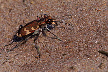 Tiger beetle {Cicindela hybrida} Kalmthoutse heide, Belgium