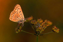 Sooty copper butterfly {Lycaena tityrus} France