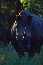White rhinoceros {Ceratotherium simum} male at dusk, MM Game Reserve, South Africa