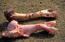 Tiger leg bones - valued for medicinal purposes in Asia. Wildlife trade India