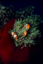 Clown anemonefish in anemone {Amphiprion percula} Coral sea, Australia.