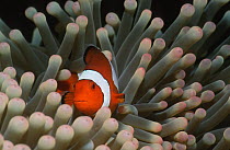 False Clown anemonefish {Amphiprion ocellaris} amongst tentacles of anemone, Sulawesi, Indonesia