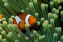 False Clown anemonefish in anemone {Amphiprion ocellaris} Sulawesi, Indonesia.