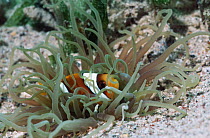 Two bar anemonefish {Amphiprion bicinctus} amongst tentacles of anemone, Red Sea, Eqypt
