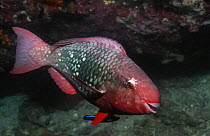 Parrotfish {Scaridae} with Cleaner wrasse {Labroides sp} Thailand