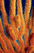 Yellow seawhip coral {Stichopathes} Sulawesi, Indonesia Bunaken