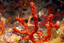Red coral with polyps retracted {Corallium rubrum}  Mediterranean