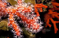 Red coral with polyps extended {Corallium rubrum} Balearic Is, Mediterranean