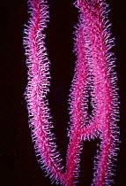 Gorgonia coral feeding {Gorgonia sp} Red Sea