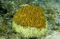 Starlet coral showing white line disease (Dichocoenia stokesi) USA