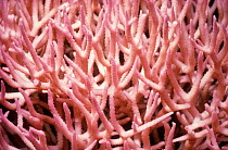 Bird's nest coral {Seriatopora hystrix} Red Sea