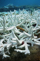 Bleached {Acropora sp} coral caused by loss of algae due to temperature change. Maldives.