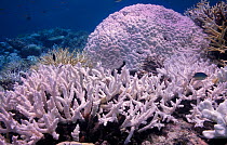 Bleached coral {Acropora sp} bleaching caused by loss of algae, Maldives.