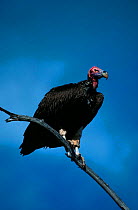 Lappet faced vulture {Torgos tracheliotus} Tsavo East NP. Kenya, Africa
