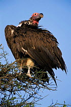 Lappet faced vulture {Torgos tracheliotus} Masai Mara, Kenya, East Africa
