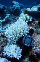 Bleached coral {Acropora sp} with meter showing 31C temperature which could cause the damage, Indian ocean