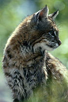 Bobcat {Lynx rufus} captive, USA
