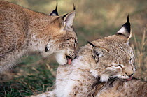 Lynx grooming {Lynx lynx} Captive, USA