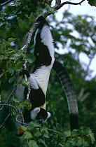 Black and white ruffed lemur hanging in tree {Varecia variegata} Madagascar