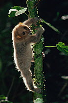 Juvenile Potto climbing tree at night (Perodicticus potto ibeanus) Ituri Rainforest Reserve, Congo