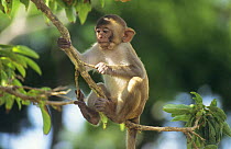 Young Rhesus macaque (Macaca mulatta) on small branch, Puerto Rico, Caribbean