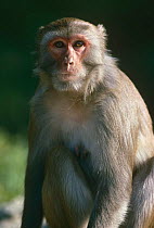Stump tailed macaque {Macaca thibetana} captive,  Hong Kong