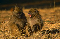 Chacma baboon {Papio / Chacma ursinus} submisive grinning behaviour, Chobe NP, Botswana