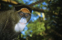 De Brazza's monkey {Cercopithecus neglectus} West africa