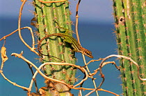 Leeward tree anole {Anolis bimaculatus} on cactus, Antigua, West Indies